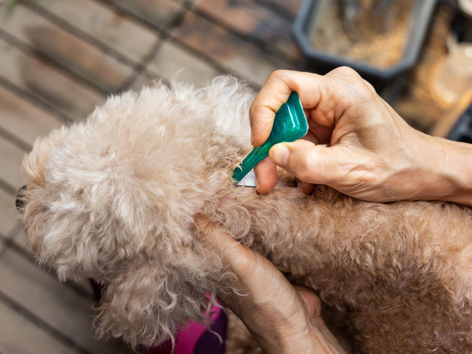 Loppemiddel til hunde | Køb loppemiddel online
