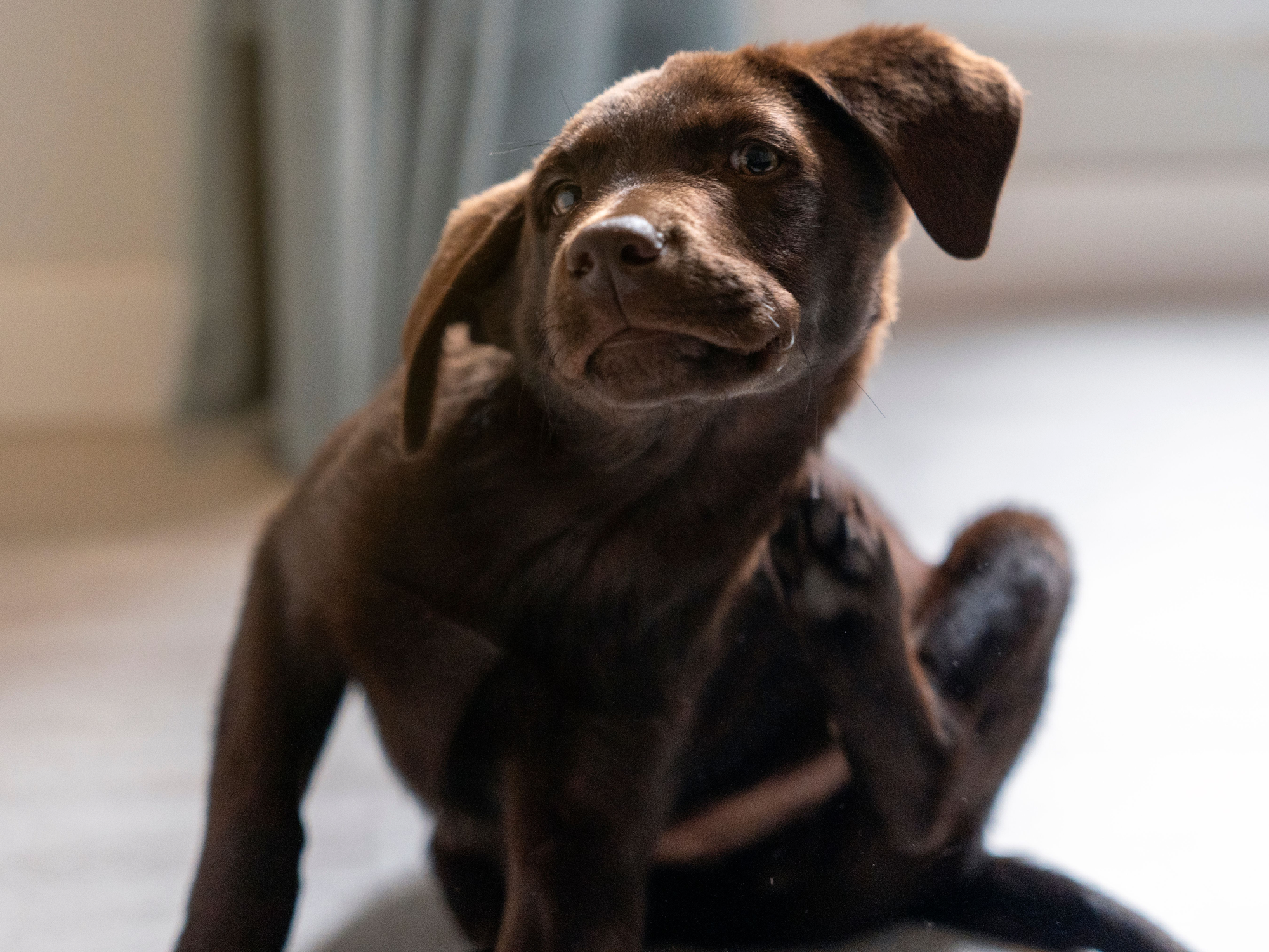 Frontline Combo beskytter din hund eller kat mod lopper