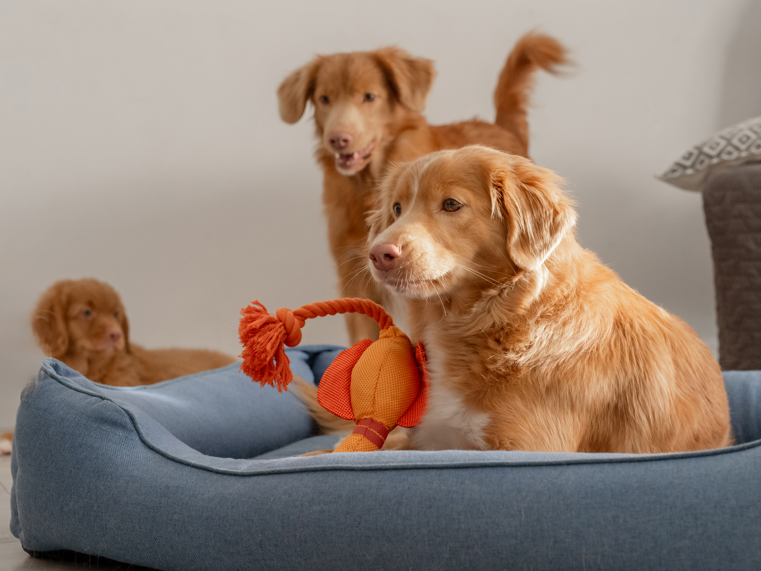 Hundeseng – køb den online. Giv din hund tryg søvn