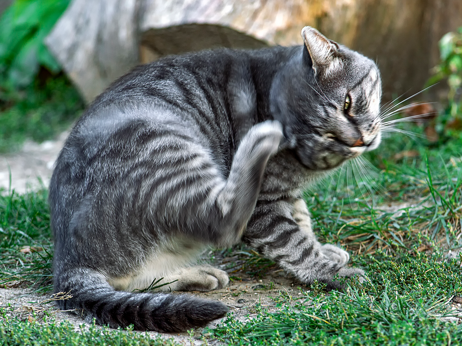 Kattelopper er til stor irritation hos din kat