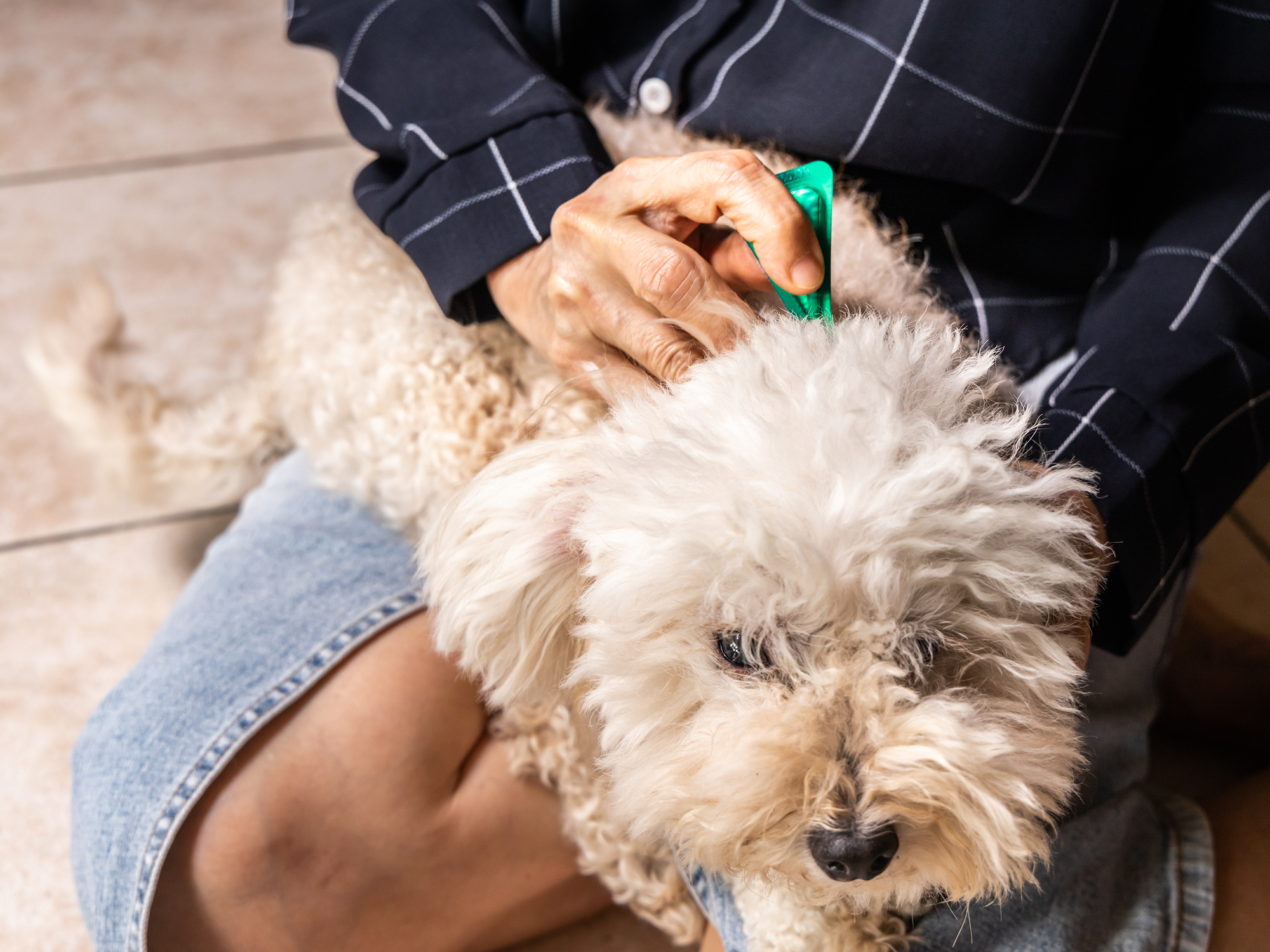 Beskyt din hund mod lopper | Loppemiddel online