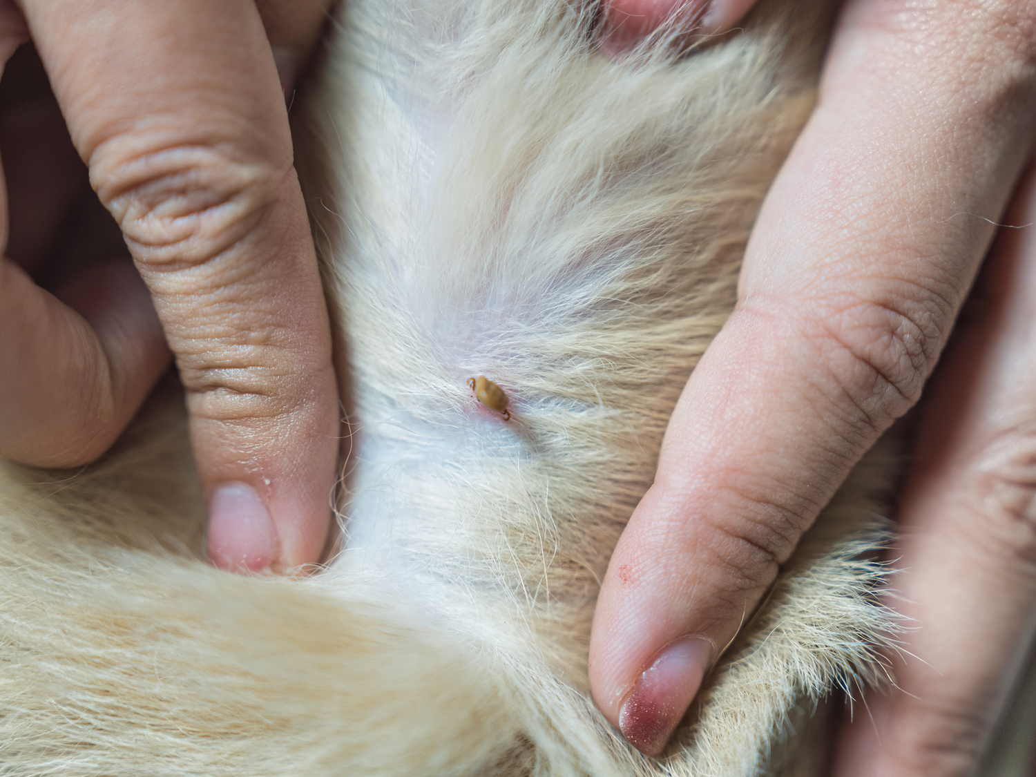 Køb Frontline mod lopper, flåter og lus til kat og hund