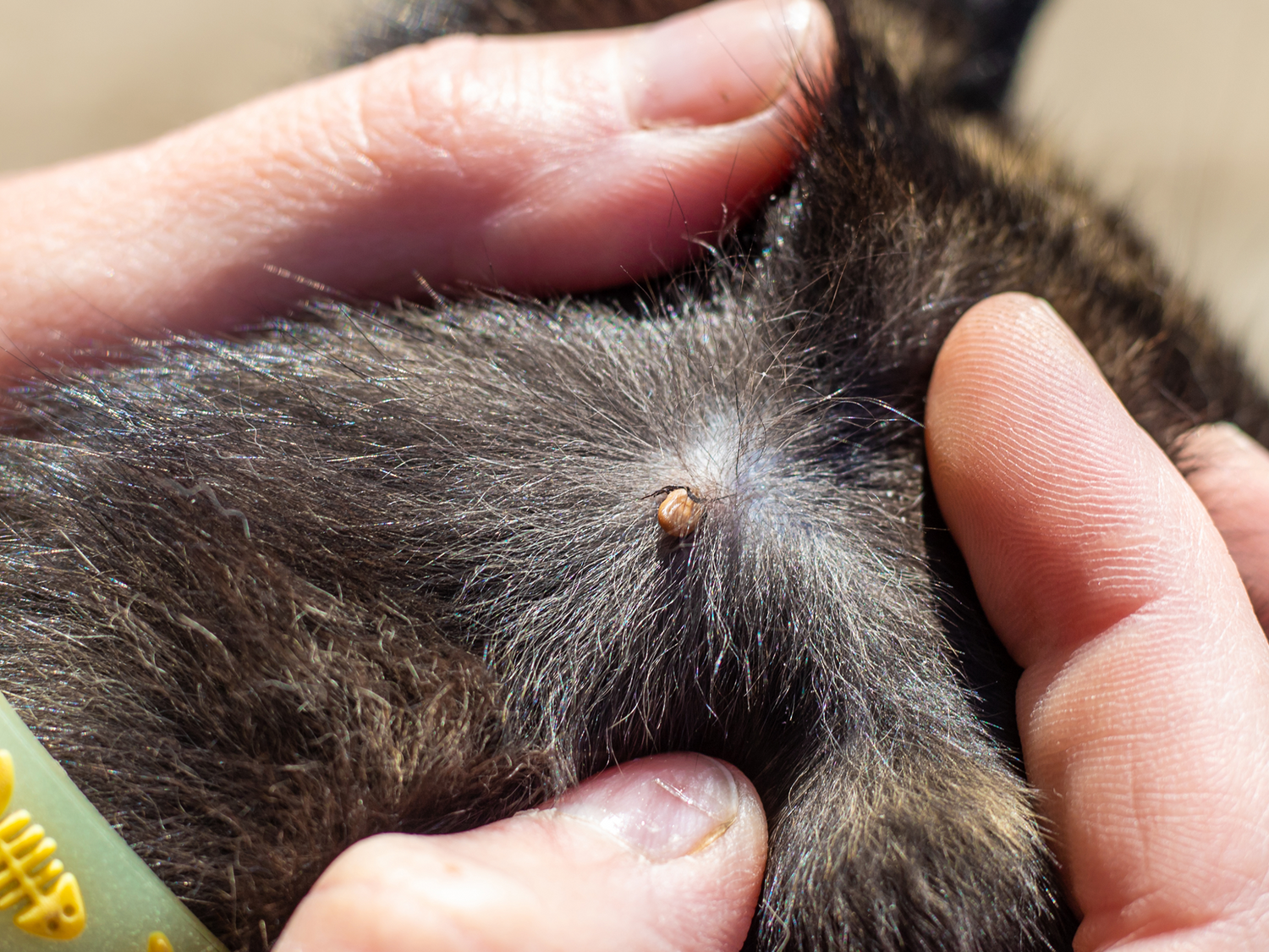 Loppemiddel til katte | Køb loppemiddel online