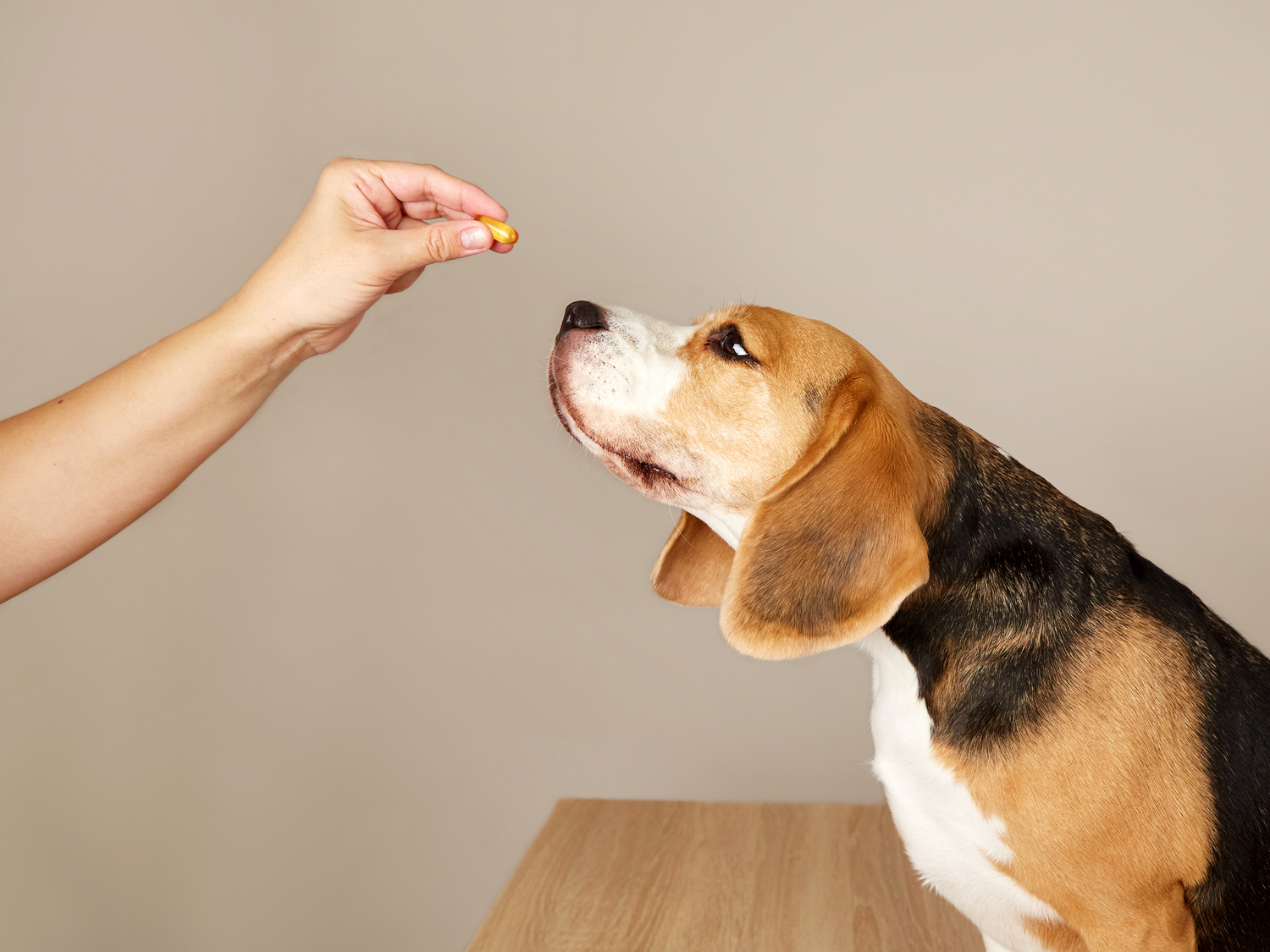 Canosan tyggetabletter styrker din hunds eller kats led