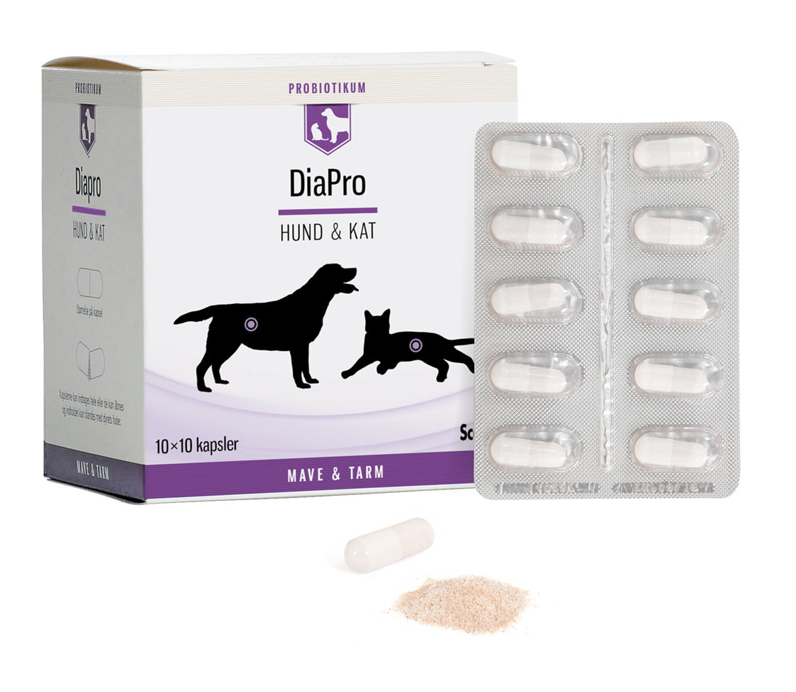 Diapro Hund & Kat, 100 kapsler | Fodertilskud til dårligt fungerende mave