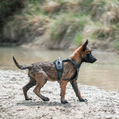Non-stop Dogwear Ramble Harness, Green