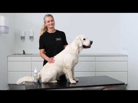 How to use Allerderm™ Foam Dry shampoo for pets