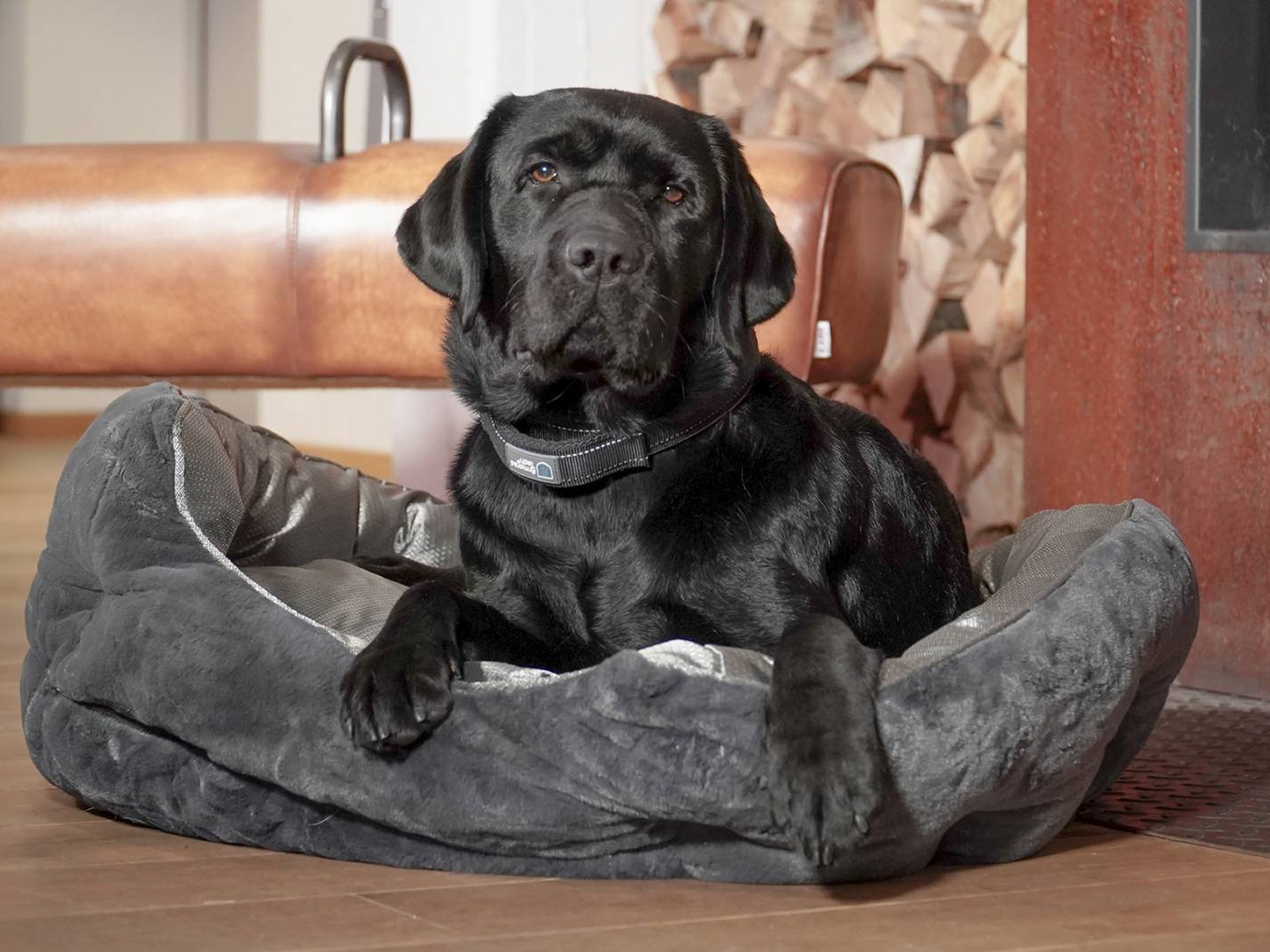 Stort udvalg i hundesenge | Kvalitet og komfort