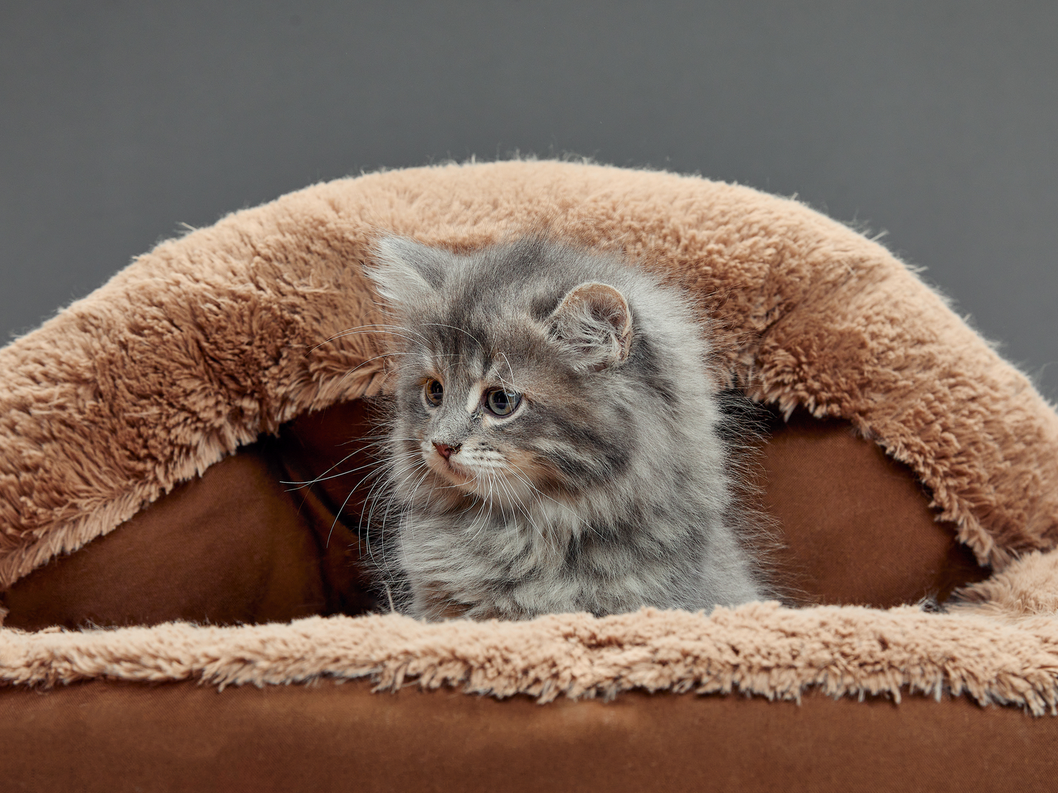 Kattehule | Køb en kattehule til din kat online