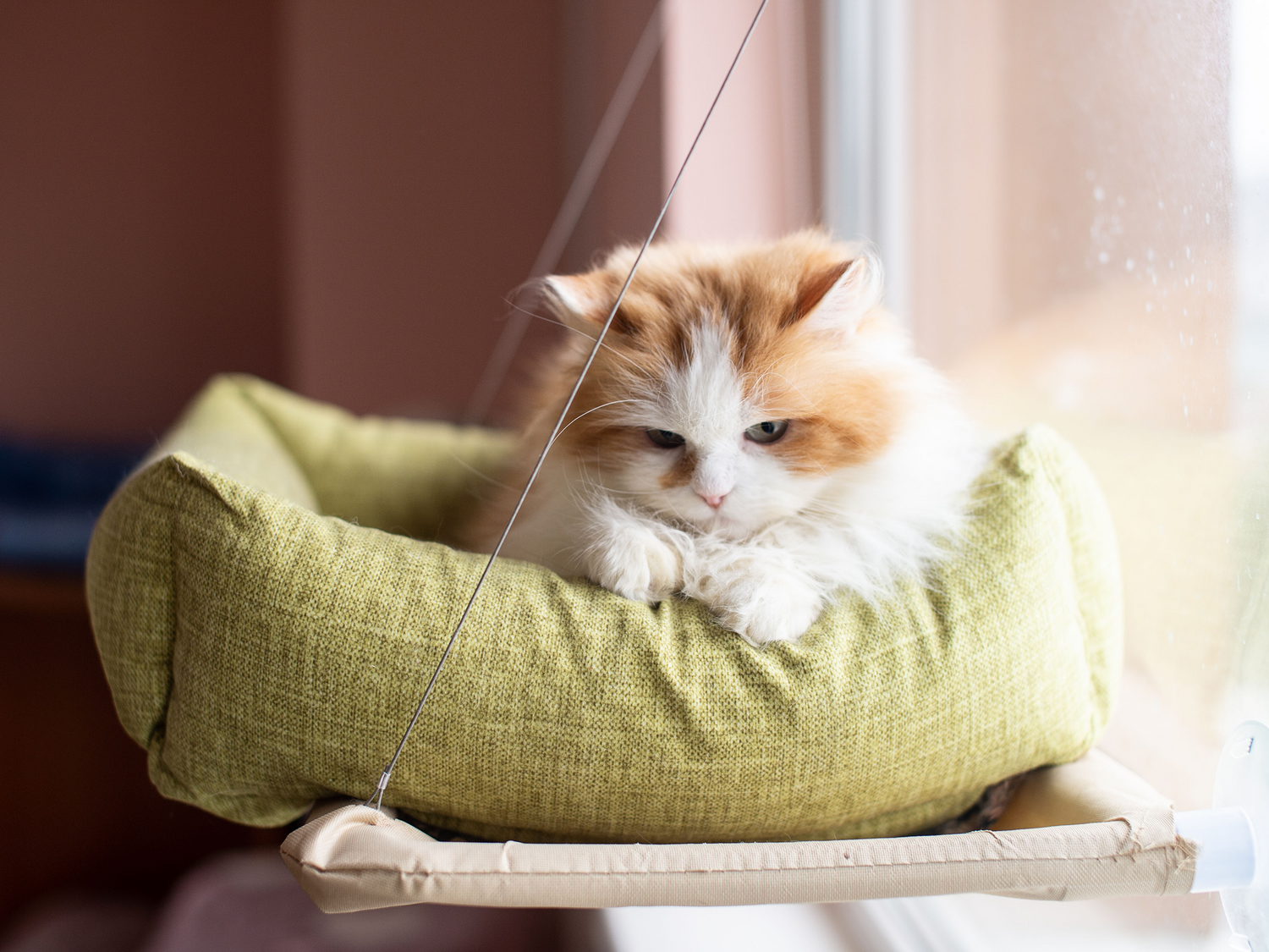 Katteseng | Køb en katteseng til din kat her