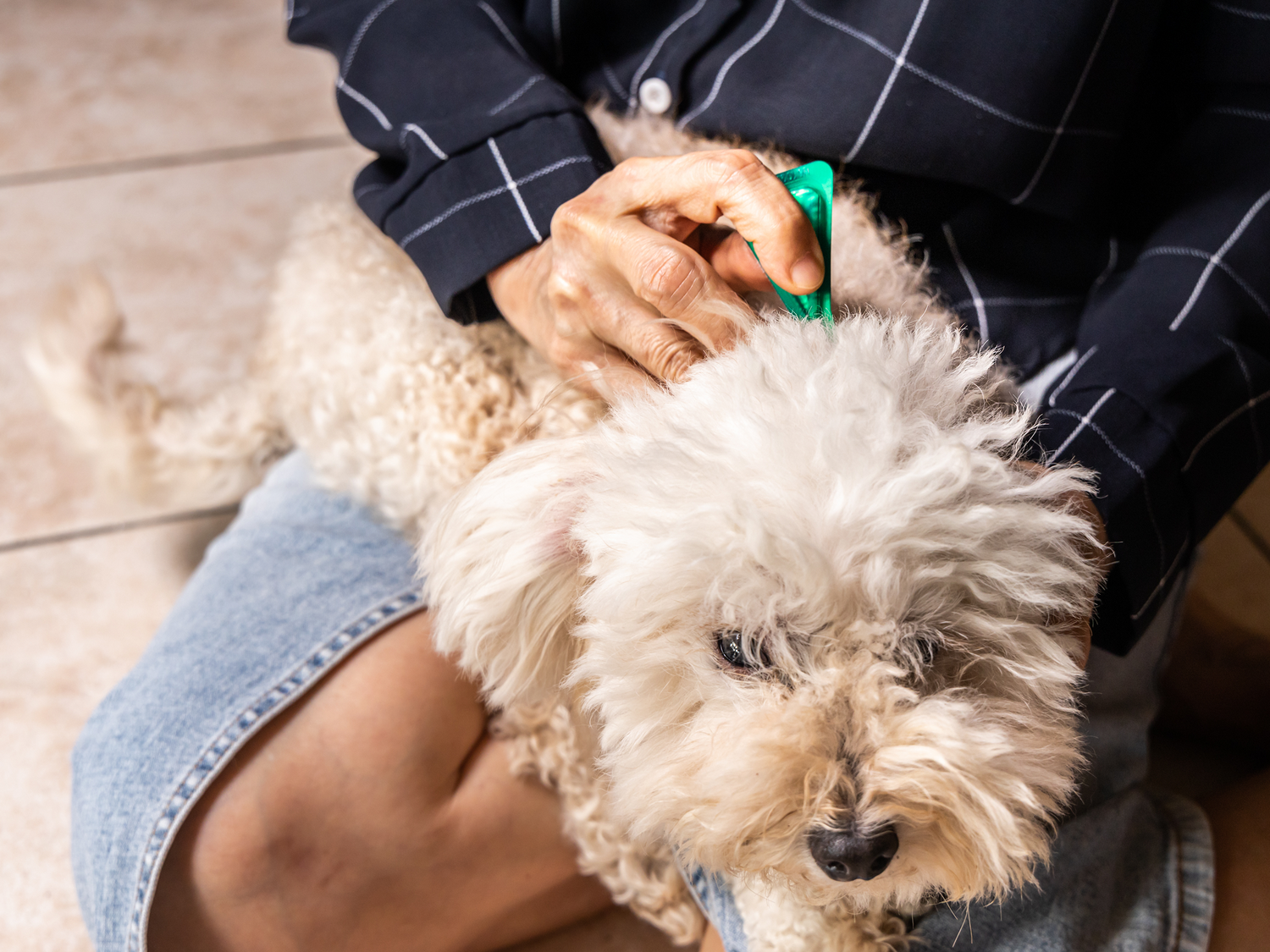 Beskyt din hund mod lopper | Loppemiddel online