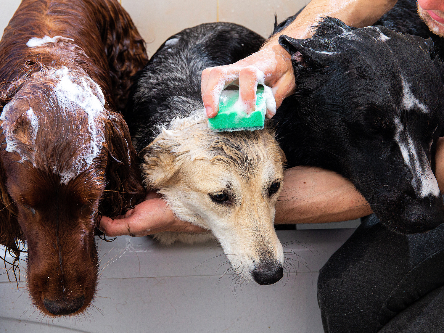 Hundeshampoo | Køb hundeshampoo online her