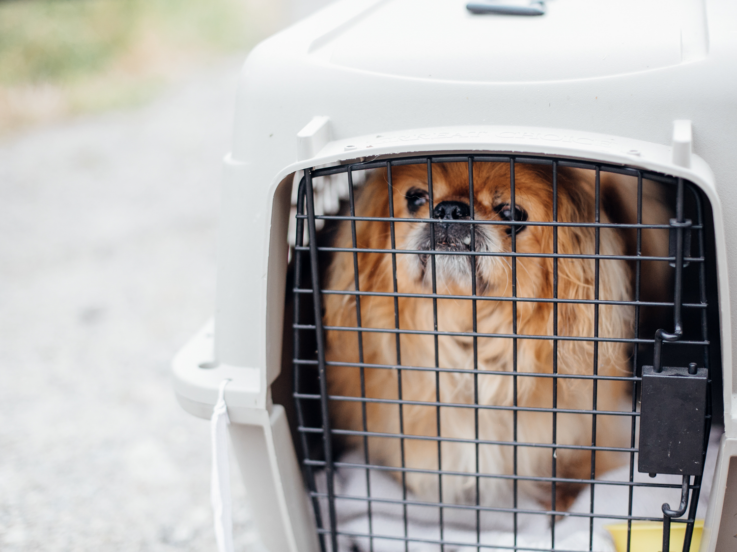 Transportbur til hund | Køb online