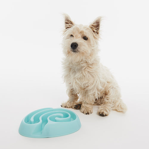 BUSTER DogMaze, turkis