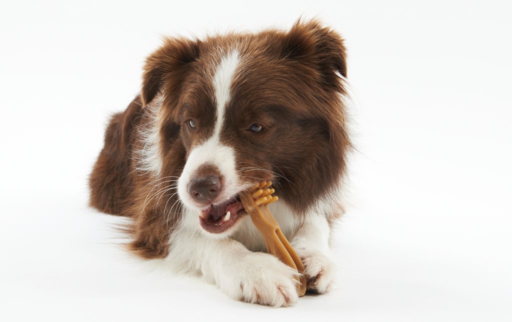 Whimzees tyggeben, tandbørste, L