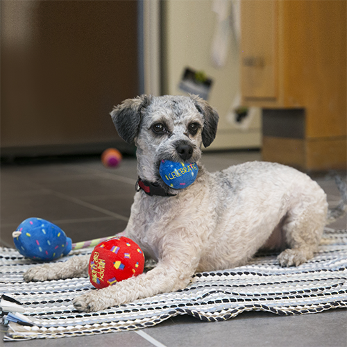 KONG Occasions Birthday Balloon, rød