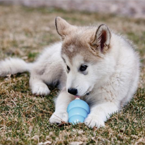 KONG Puppy