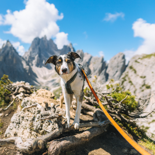 Non-stop Dogwear Bungee Leash, Black/orange