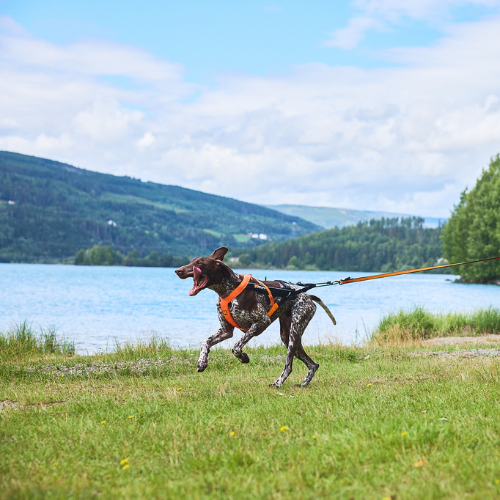 Non-stop Dogwear Freemotion Harness 5.0