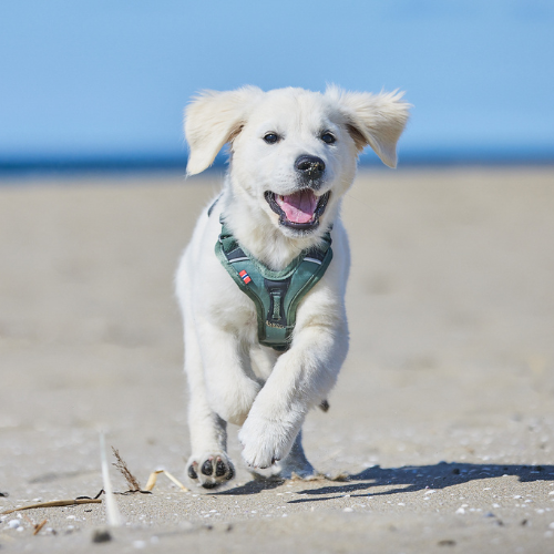 Non-stop Dogwear Ramble Harness, Green