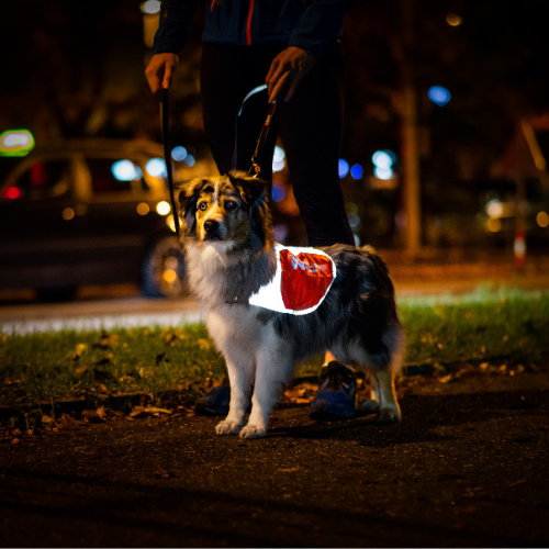 Non-stop Dogwear Reflection Blanket
