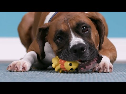 Dårlig ånde hos hunde er ikke normalt – og slet ikke sjovt