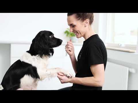 Hold din hunds led sunde og raske med Movoflex tyggebidder®