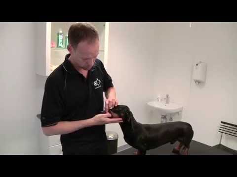 Guide: Tanddyrlæge Jens Ruhnau viser, hvordan du børster tænder på din hund