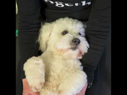 Sådan bruger du Caniprevent: 6 enkle trin til at få bugt med udflåd fra forhuden