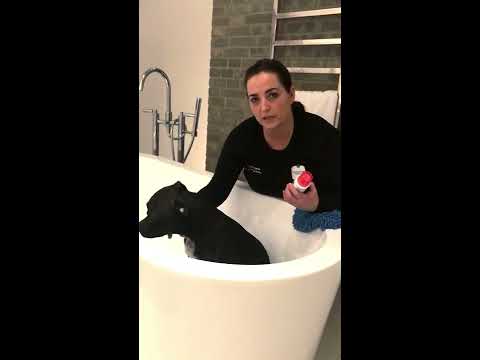 Vask af din allergiske hund