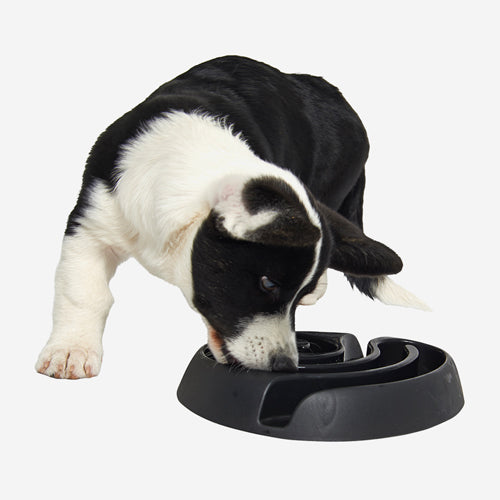 BUSTER DogMaze, sort