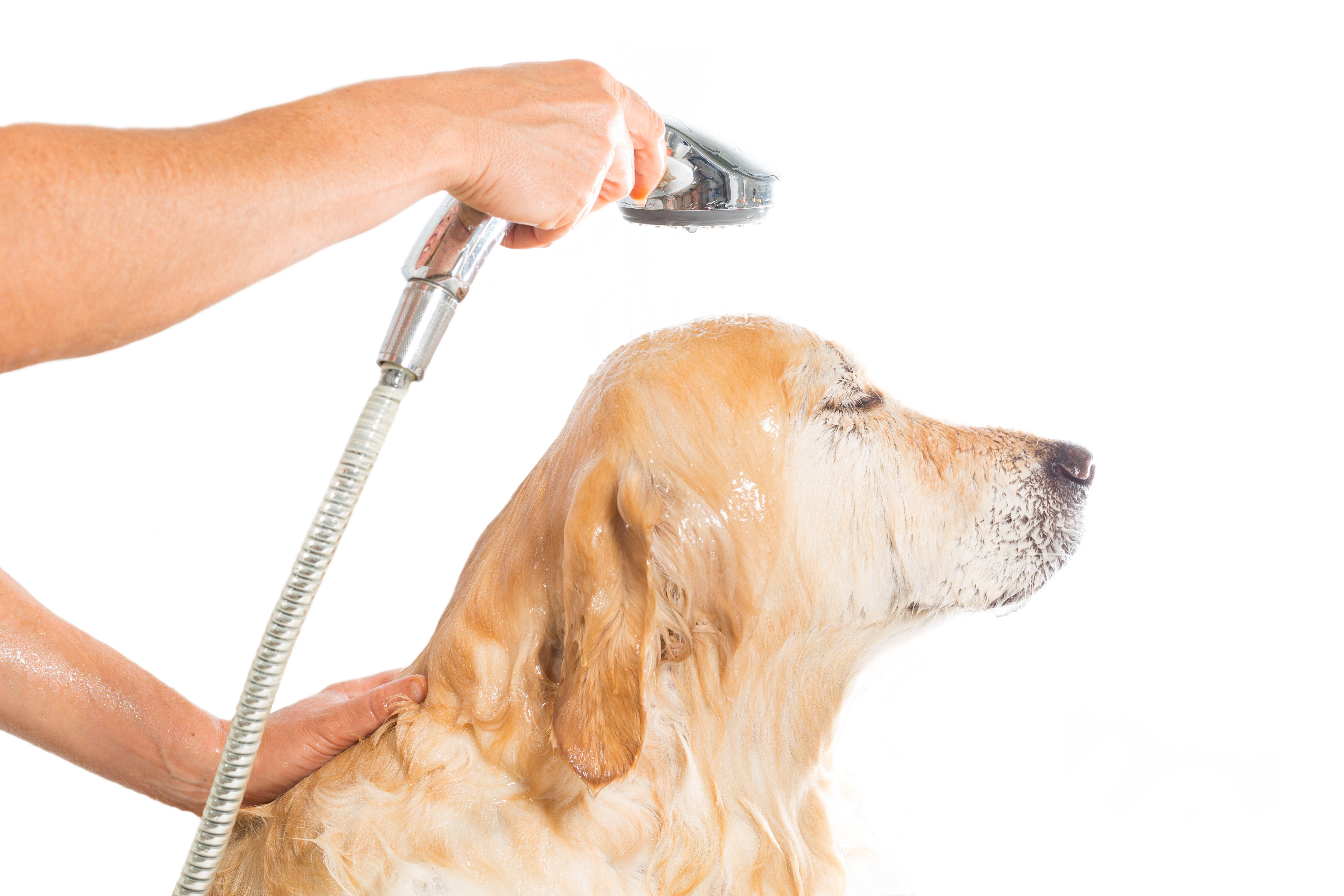 Hundeshampoo | hundeshampoo online her